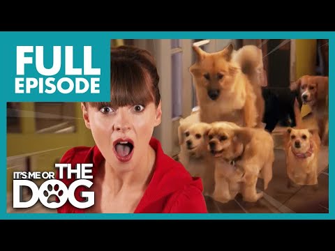 Видео: Виктория в шоке от Chaotic 8 Dog Household | Полный эпизод в США | Или я, или собака