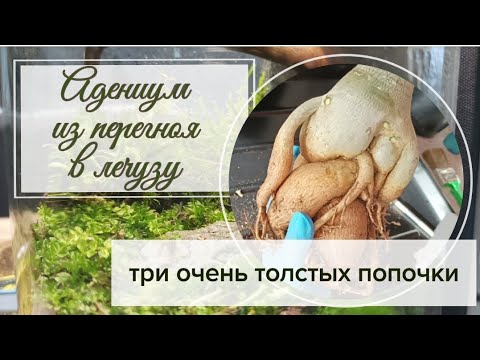 Видео: Адениум, пересадка из перегноя в лечузу! Три очень толстых попочки!