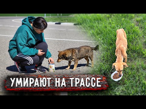 Видео: ПОГИБАЮТ НА ТРАССЕ. Вывезенные собаки в опасности, девочка совсем истощена, нам нужен очень СЕТКОМЕТ
