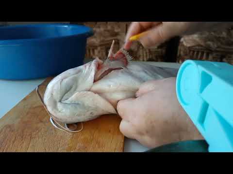Видео: Вы знаете, как почистить сома?  Я делаю так