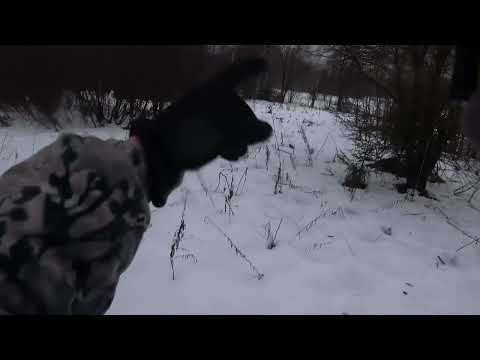 Видео: Охота на зайца с Русской гончей 11 января 2025