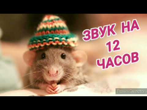 Видео: 181. Ответ шумным соседям от грызунов