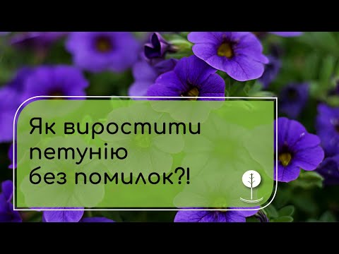 Видео: Як виростити петунію без помилок? Шпаргалка квітникаря!