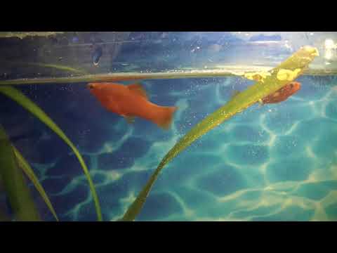 Видео: Лечение колумнариоза (болезнь белого рта) у аквариумных рыбок.