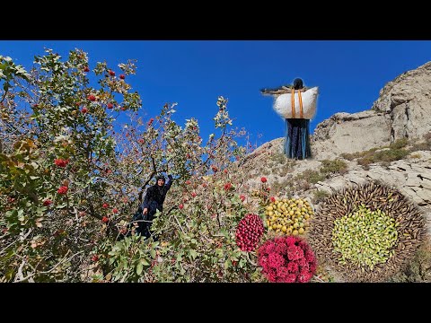 Видео: Кочевая жизнь | Секрет сбора органического дикого дуба, барбариса и боярышника 🌰