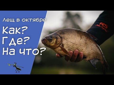 Видео: Ловля леща в октябре. Что нужно помнить рыболову?