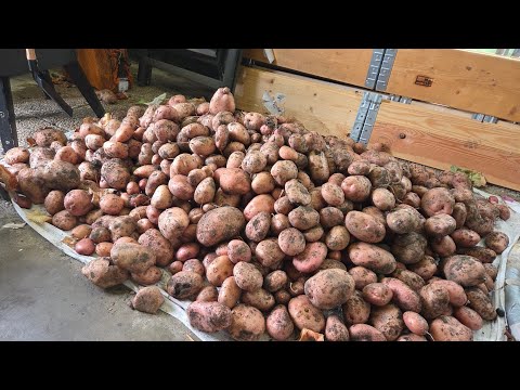 Видео: #204 🇩🇪 ВЫКАПЫВАЕМ #КАРТОШКУ🥔ДАЧНАЯ СУЕТА