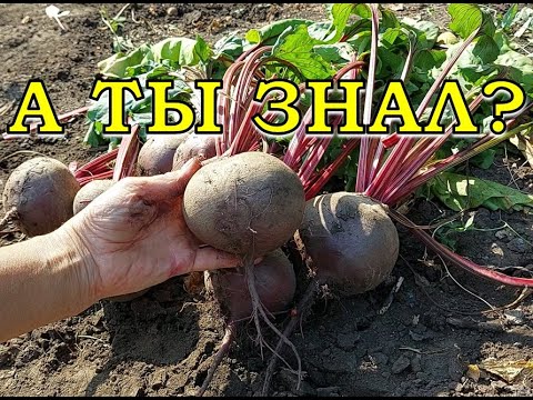 Видео: 3 признака готовности СВЕКЛЫ: убираем урожай ВОВРЕМЯ!🌰🌰🌰