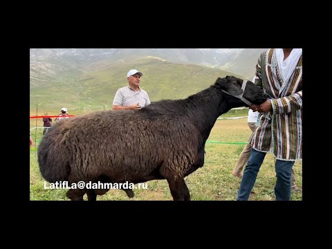 Видео: Международная конференция по гиссарским овцам, смотр овец часть 5