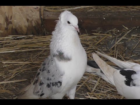 Видео: ГОЛУБИ НЕ ПЕРЕСТАЮТ УДИВЛЯТЬ !!#pigeons​​​##Tauben​​​##աղավնիներ​​​##göyərçinlər​​​##көгершіндер​​​#