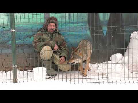 Видео: Смоленские  волки \Что будет если погладить волка, когда он ест?