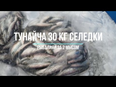 Видео: Селедка о Тунайча