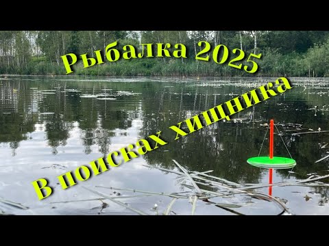 Видео: Рыбалка 2025. Щука на кружки. Ищу хищника.
