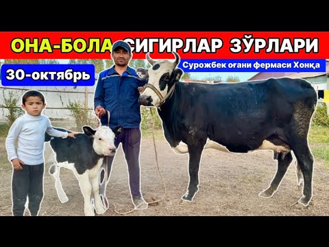 Видео: ОНА БОЛА БЎҒОЗ СИГИРЛАР ЗЎРЛАРИ ЧИҚДИ Сурожбек хонқа  30-октября 2025 г.