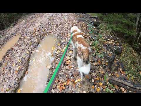 Видео: ОХОТА С ЖИГАНОМ.  РАЗГОВОР О ВЯЗКОСТИ СОБАК