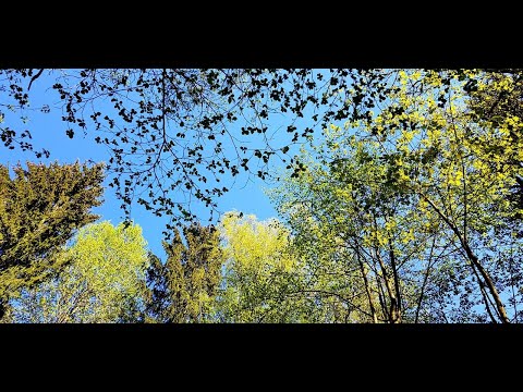 Видео: ПЕНИЕ ЛЕСНЫХ ПТИЦ. УРОК 9. УЧИМ ПОПУГАЯ ПЕТЬ КРАСИВЫЕ ТРЕЛИ!