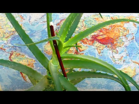 Видео: 🌵 Алоэ при 💥 ПНЕВМОНИИ, БРОНХИТЕ и ТУБЕРКУЛЕЗЕ. Лечение и восстановление. 📜 Рецепт док. Евдокименко.