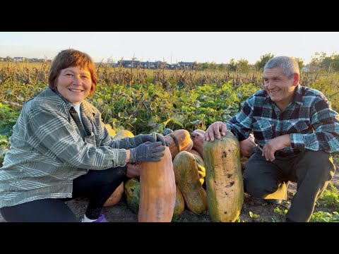 Видео: Октябрь на Кубани | Богатый урожай тыквы | Вино из винограда 