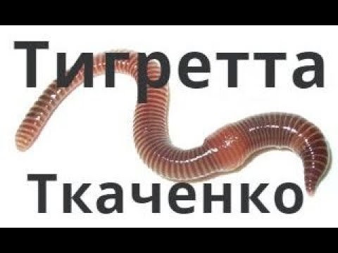 Видео: АТ237 Тигретта Ткаченко черви