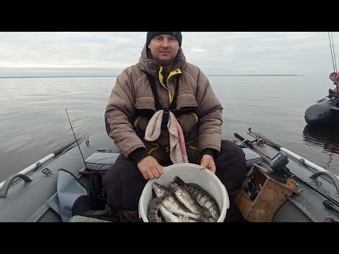 Видео: Берша наловили почти 30 литровый бак 19-20.10.24