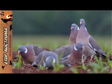 Видео: Охота на вяхиря в августе: жара и результат