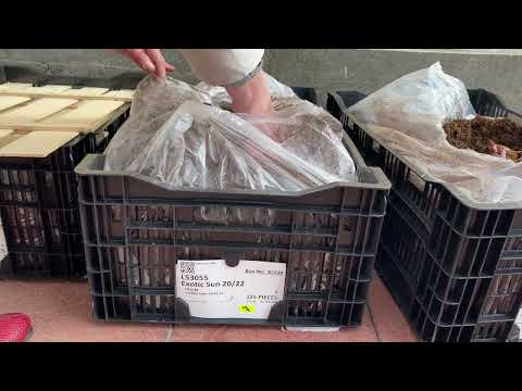 Видео: Лилии в ящиках размер луковицы 18-20 и 20-22