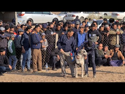 Видео: Теджен район Ждан таких больше нигде нет - Туркменский Алабай!