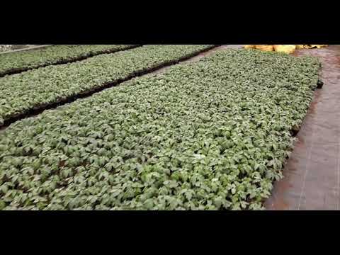 Видео: 48 часов  до высадки томата