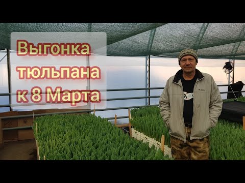Видео: Выгонка тюльпана к 8 Марта 13 февраля