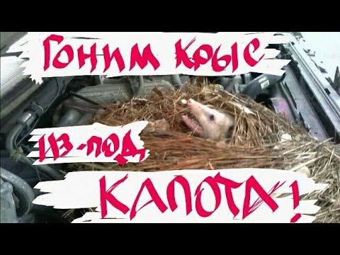 Видео: Крысы под капотом!? 👐😲 Rats under the hood of a car!