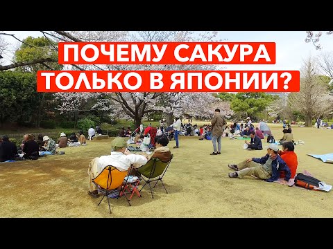 Видео: Почему Сакура это больше чем дерево? - Жизнь в Японии