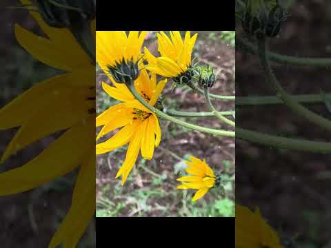 Видео: Я втамовую голод