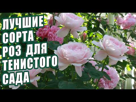 Видео: РОЗЫ. ЛУЧШИЕ СОРТА РОЗ ДЛЯ ТЕНИСТОГО САДА. КАКИЕ РОЗЫ МОЖНО ПОСАДИТЬ В ТЕНИ? ОБЗОР СОРТОВ РОЗ.