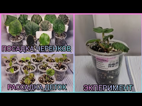 Видео: Посадка черенков. Отсадка и рассадка деток фиалок.