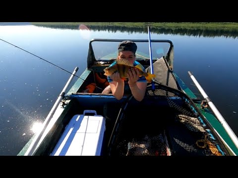 Видео: А вы ловили таких окуней / Рыбалка с ночевкой / Живем в палатке на берегу, ловим трофейную рыбу