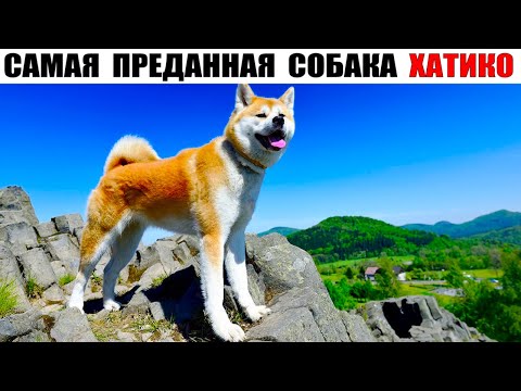 Видео: Акита-ину – Хатико. Порода стала символом верности и преданности!