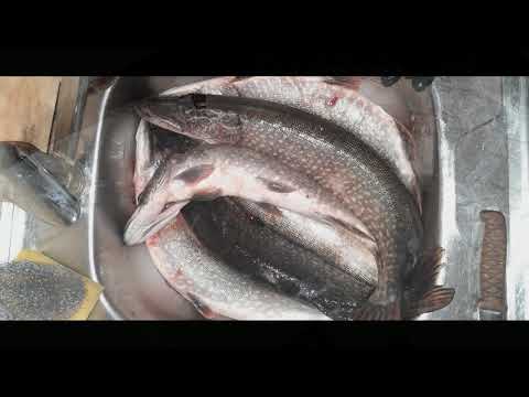 Видео: Открытие льда 2020  по щуке.