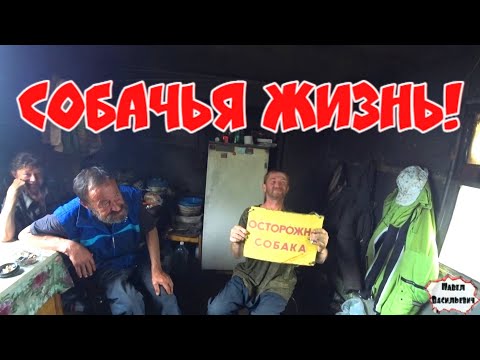 Видео: СОБАЧЬЯ ЖИЗНЬ / 267 серия (18+)