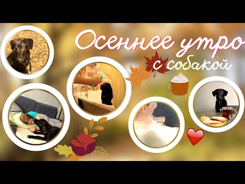 Видео: МОЁ ИДЕАЛЬНОЕ ОСЕННЕЕ УТРО! 🍁🍂 ПРОГУЛКА С СОБАКОЙ 🐕❤