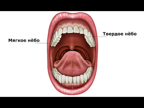 Видео: Развитие мышц мягкого нёба