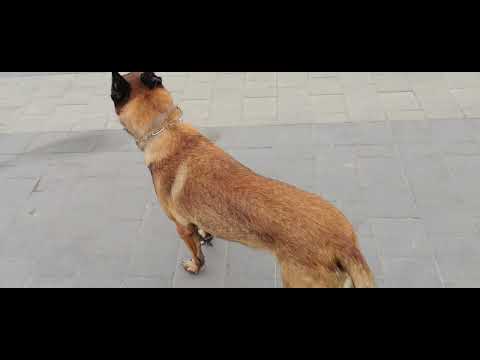 Видео: Зи, социализация 👍