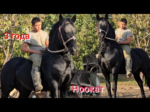 Видео: КАРА   КУШ  ӨСПҮРҮМ ӨРТ ЭКЕН  Ноокат Центрде Дыйкандан Чыкты 