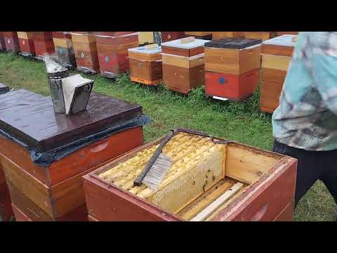 Видео: Качаємо мед!