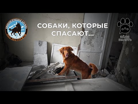 Видео: Собаки - последняя надежда человека при поисково-спасательных работах | АЙДА ГУЛЯТЬ
