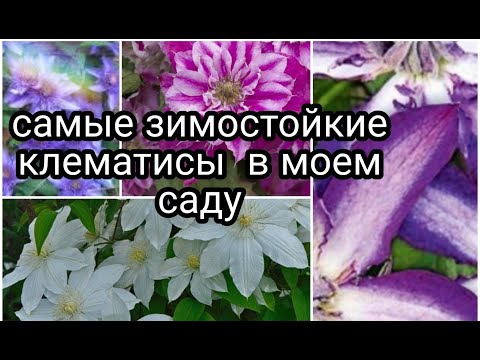 Видео: САМЫЕ ЗИМОСТОЙКИЕ КЛЕМАТИСЫ В МОЁМ САДУ !