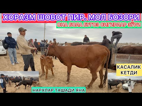 Видео: ХОРАЗМ ШОВОТ ПИР МОЛ БОЗОРИ ОНА БОЛА КСИР СИГИРЛАР ЗУРИ НАРХЛАР ЯНА ТАШАДИ 3- октябрь