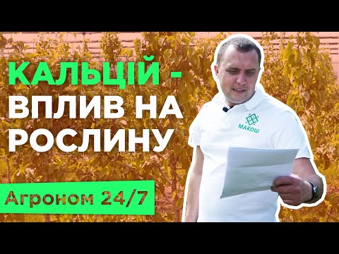 Видео: Як впливає кальцій на плоди та як вносити кальцій? Норми внесення. Хвороби. Агроном 24/7