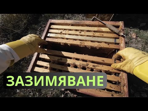 Видео: ЗАЗИМЯВАНЕ НА ПЧЕЛИТЕ