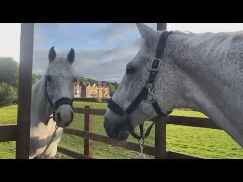 Видео: ПРИКОЛЫ С ЛОШАДЬМИ!!!! FUNNY HORSE/Horse love