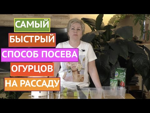 Видео: КАК ПОСАДИТЬ ОГУРЦЫ НА РАССАДУ ЗА 10 МИНУТ! ЭКСПРЕСС-МЕТОД!